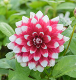 Dahlia  Dahlia 'Duet', BIO