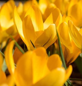 Krokus  Crocus gelb - ANGEBOT