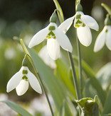 Schneeglöckchen  Galanthus elwesii (Grosses Schneeglöckchen) kleine Zwiebelgrösse – Stinsenpflanze - ANGEBOT