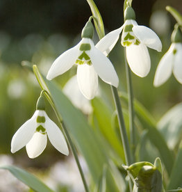 Schneeglöckchen  Galanthus elwesii kleine Zwiebelgrösse - ANGEBOT