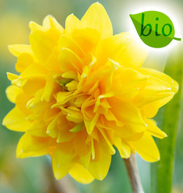 Narzisse  Narcissus 'Tête Rosette', BIO - ANGEBOT