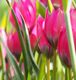 Tulpe  Tulipa 'Little Beauty', BIO - ANGEBOT