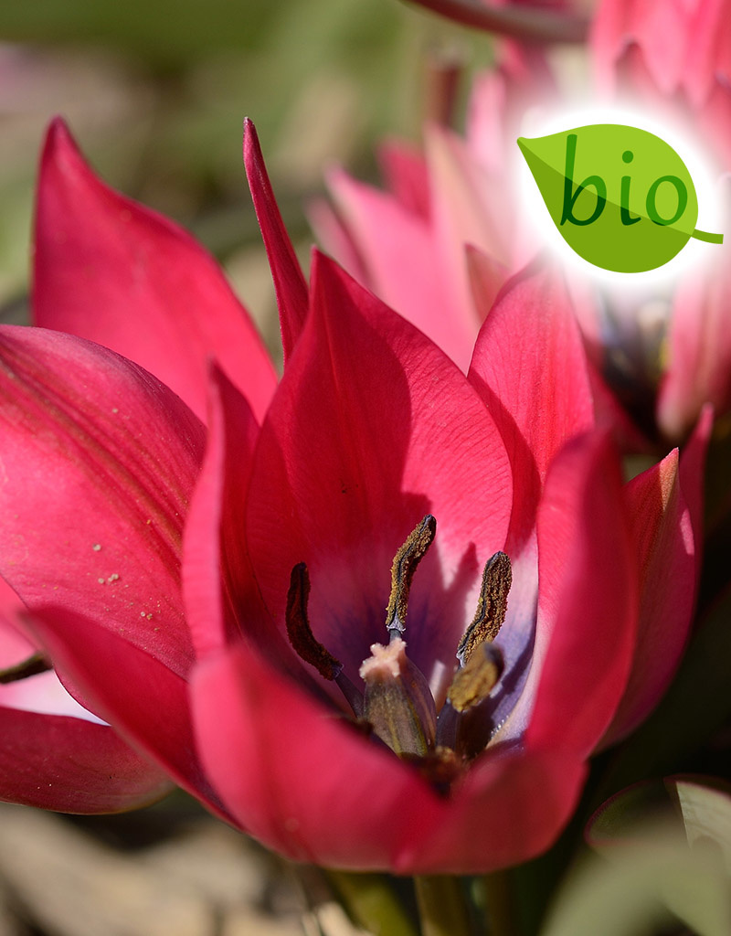 Tulpe  Tulipa 'Little Beauty', BIO - ANGEBOT