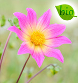 Dahlia  Dahlia 'Bright Eyes', BIO