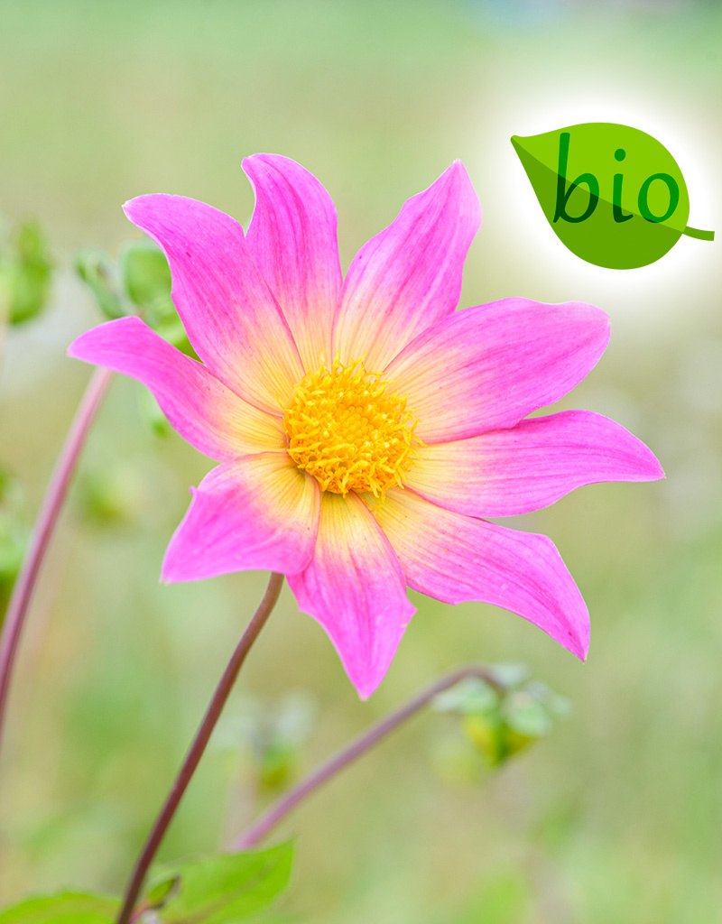Dahlia  Dahlia 'Bright Eyes', BIO