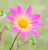 Dahlia  Dahlia 'Bright Eyes', BIO