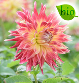 Dahlia  Dahlia 'Akita', BIO