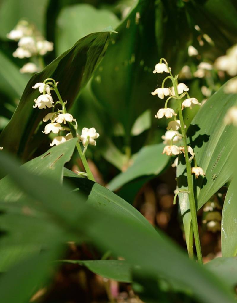 Maiglöckchen  Convallaria majalis (Maiglöckchen) - Stinsenpflanze - Bul (100 Stück für 5m2)