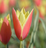 Tulpe  Tulipa clusiana 'Taco', BIO (Tulpe)