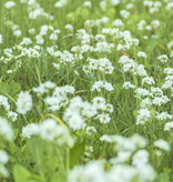 Haarlemsches Glockenspiel  Saxifraga granulata var. plena (Knöllchen-Steinbrech/Haarlemsches Glockenspiel) - Topf