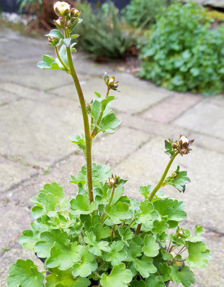 Haarlemsches Glockenspiel  Saxifraga granulata var. plena (Knöllchen-Steinbrech/Haarlemsches Glockenspiel) - Topf