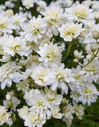 Haarlemsches Glockenspiel  Saxifraga granulata var. plena (Knöllchen-Steinbrech/Haarlemsches Glockenspiel) - Topf