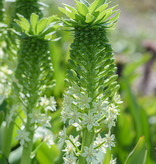 Ananaslilie  Eucomis pole-evansii