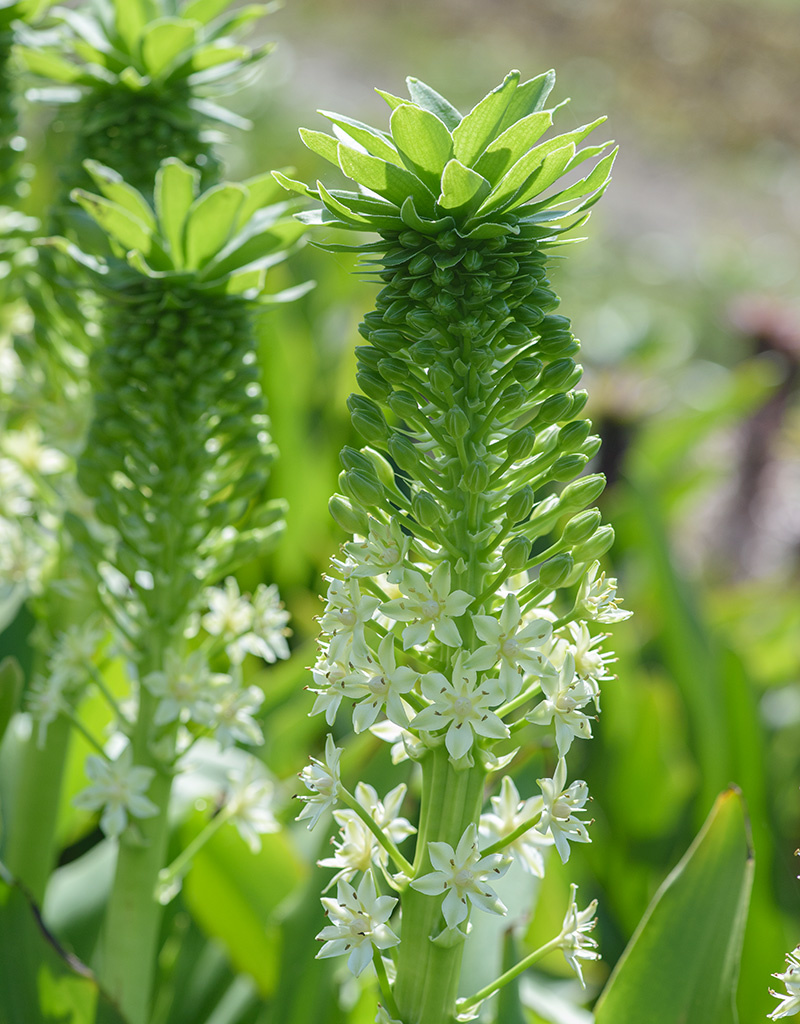 Ananaslilie  Eucomis pole-evansii