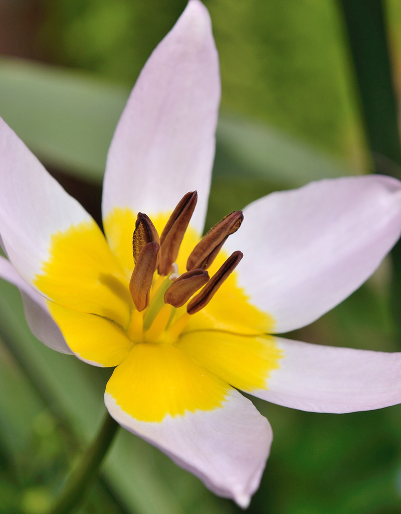 Tulpe  Tulipa saxatilis, BIO - ANGEBOT