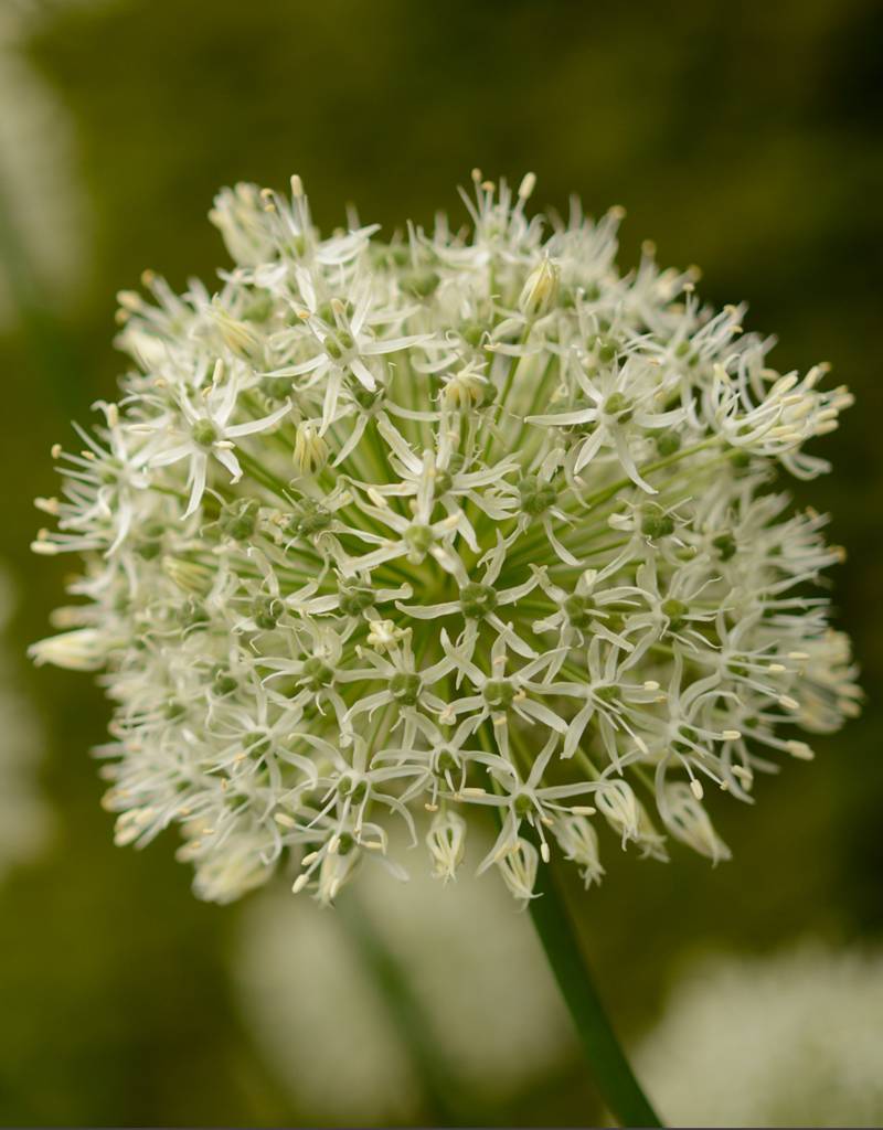 Zierlauch  Allium 'Mount Everest' ('Mount Everest' Lauch), BIO - ANGEBOT