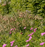 Bulgarischer Schmucklauch  Nectaroscordum siculum, BIO (Bulgarischer Schmucklauch )