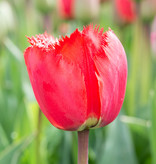 Tulpe  Tulipa 'Masterpeace', BIO