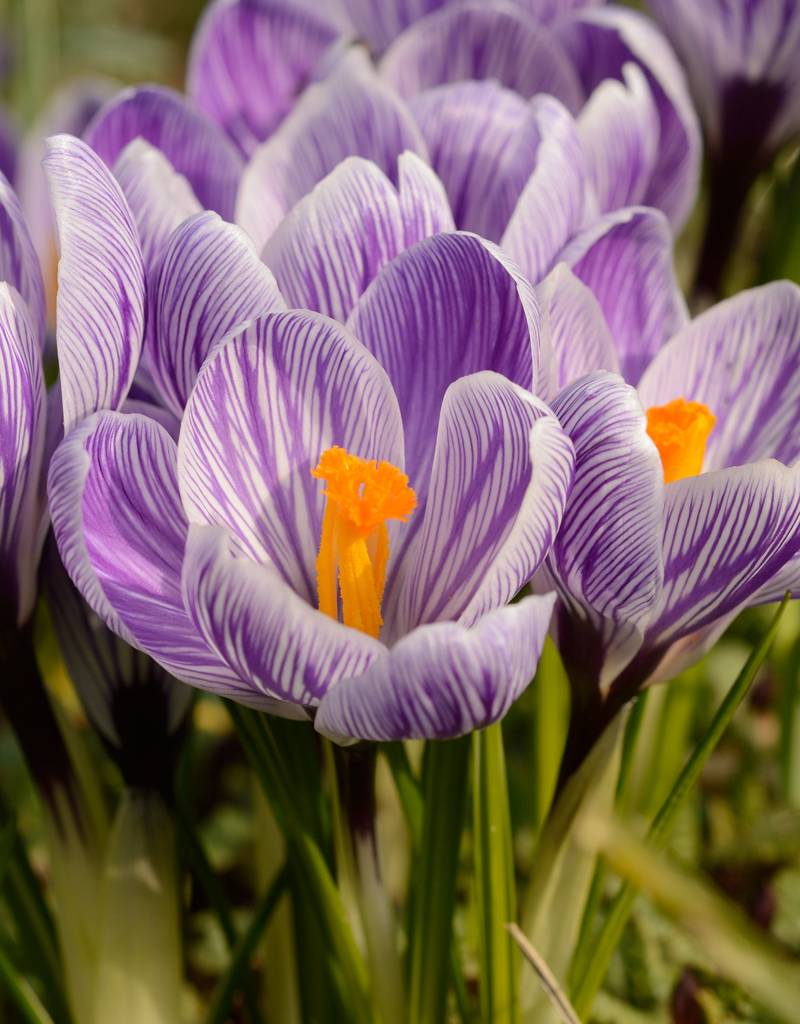 Krokus (Frühlings)  Crocus vernus 'King of the Striped' (Frühlings-Krokus) - Stinsenpflanze, BIO - ANGEBOT