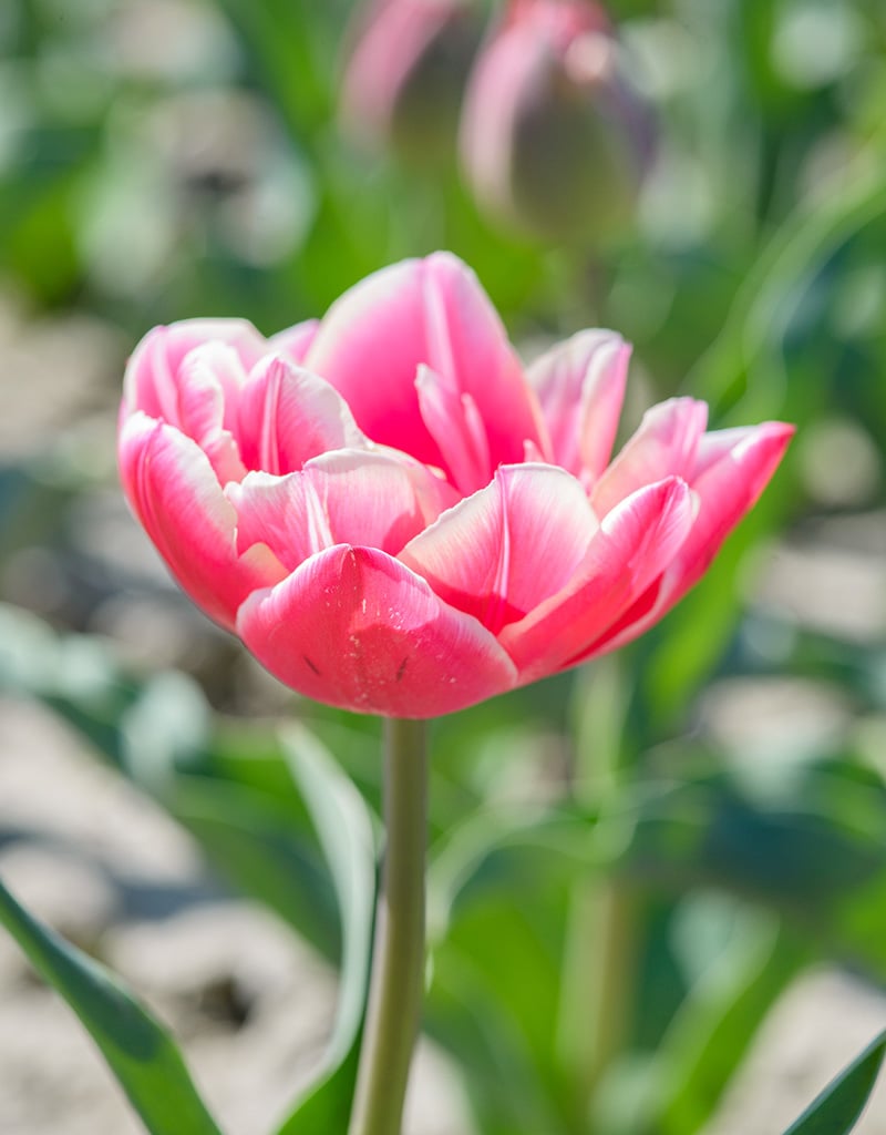 Tulpe  Tulipa 'Columbus', BIO