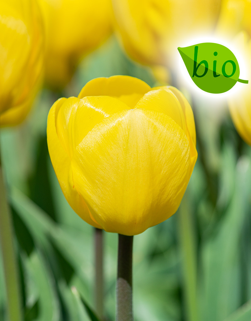 Tulpe  Tulipa 'Novi Sun', BIO - ANGEBOT