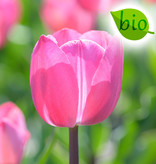 Tulpe  Tulipa 'Tineke van der Meer', BIO