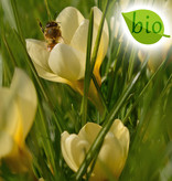 Mischung  Botanische Krokusmischung – BIO - 100 Stück für 4 m²