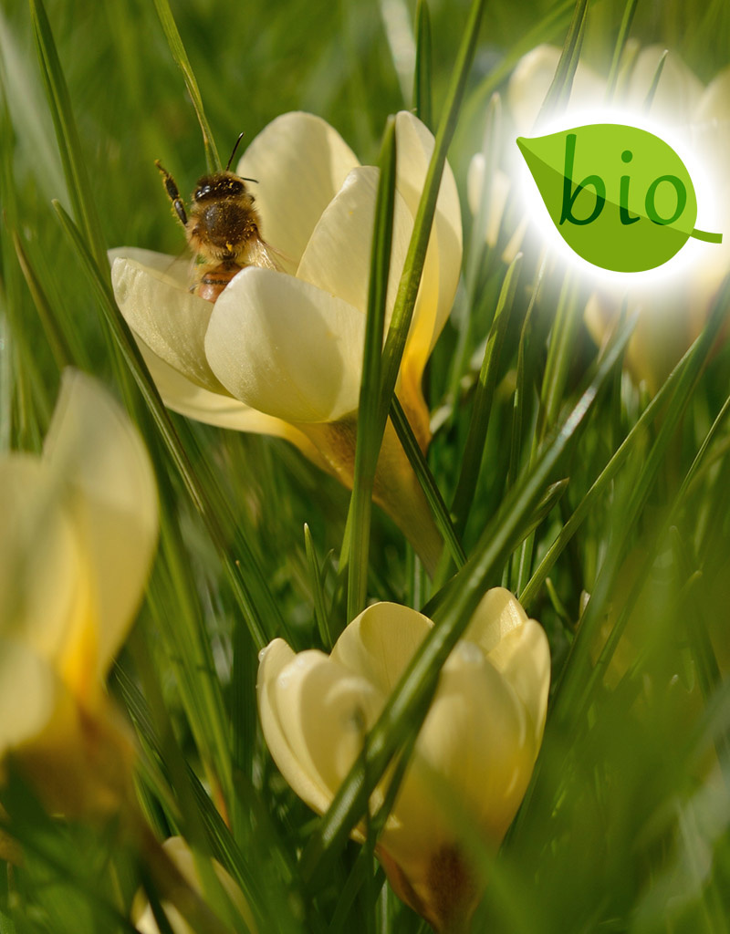 Mischung  Mischung: Botanische Krokusmischung – BIO - 100 Stück für 4 m²