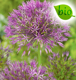 Zierlauch  Allium 'Purple Rain', BIO