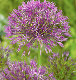 Zierlauch  Allium 'Purple Rain'