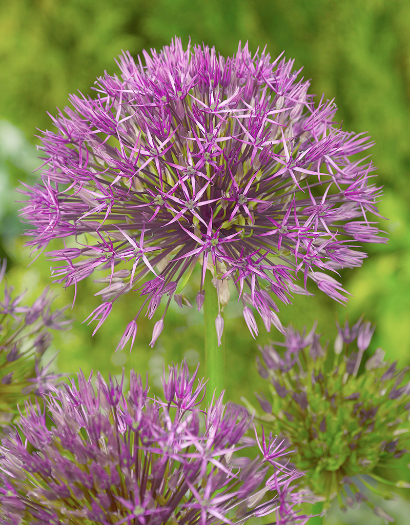Zierlauch  Allium 'Purple Rain' ('Purple Rain' Lauch)