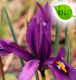 Iris (Kleine Netzblatt)  Iris reticulata 'J.S. Dijt', BIO