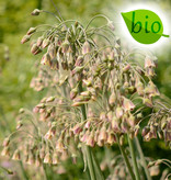 Bulgarischer Schmucklauch  Nectaroscordum siculum, BIO (Bulgarischer Schmucklauch )