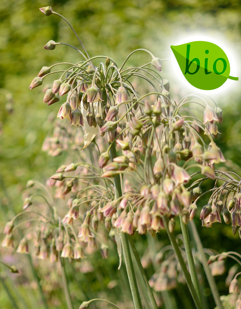 Bulgarischer Schmucklauch  Nectaroscordum siculum, BIO (Bulgarischer Schmucklauch )