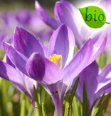 Mischung  Botanische Krokusmischung – BIO - 100 Stück für 4 m²