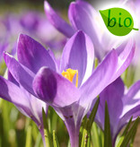 Mischung  Mischung: Botanische Krokusmischung – BIO - 100 Stück für 4 m²