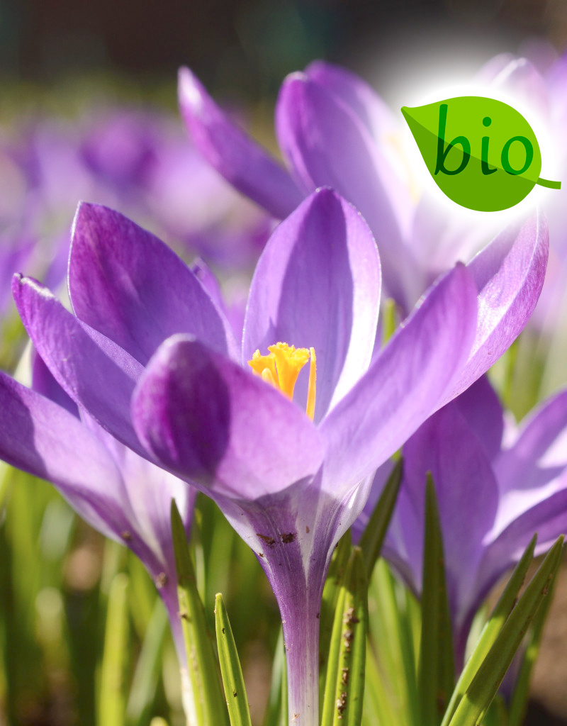 Mischung  Mischung: Botanische Krokusmischung – BIO - 100 Stück für 4 m²