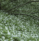 Lauch (Bärlauch)  Allium ursinum (Bärlauch) - Stinsenpflanze (Lieferung im Frühjahr)