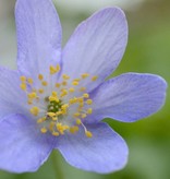Buschwindröschen  Anemone nemorosa 'Royal Blue' (Buschwindröschen) - Stinsenpflanze (Direktversand)