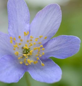 Buschwindröschen  Anemone nemorosa 'Royal Blue' (Direktversand)