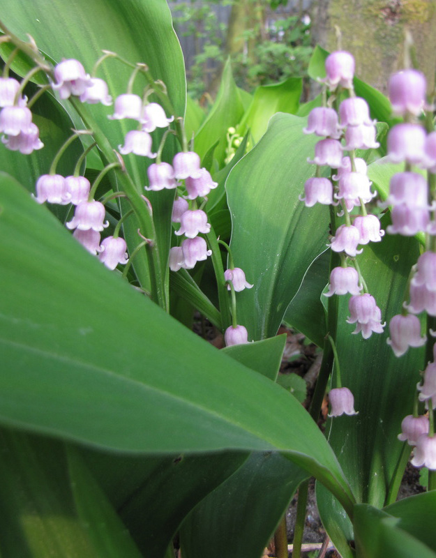 Maiglöckchen  Convallaria majalis 'Rosea' (Maiglöckchen) - Stinsenpflanze  (Direktversand)