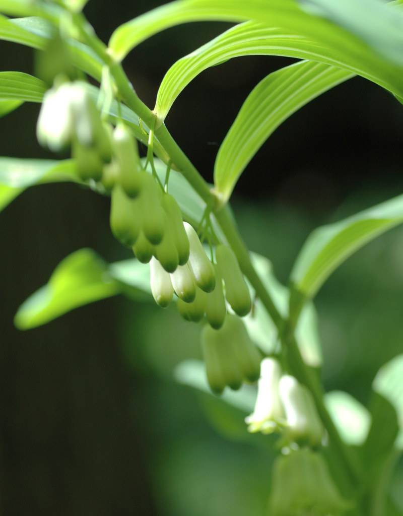Vielblütige Weisswurz  Polygonatum multiflorum (Vielblütige Weisswurz) (Direktversand)