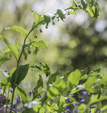 Vielblütige Weisswurz  Polygonatum multiflorum (Vielblütige Weisswurz) (Direktversand)