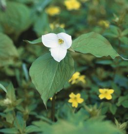 Waldlilie  Trillium grandiflorum (Direktversand)