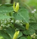 Waldlilie  Trillium luteum (Waldlilie) (Direktversand)