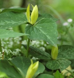 Waldlilie  Trillium luteum (Direktversand)