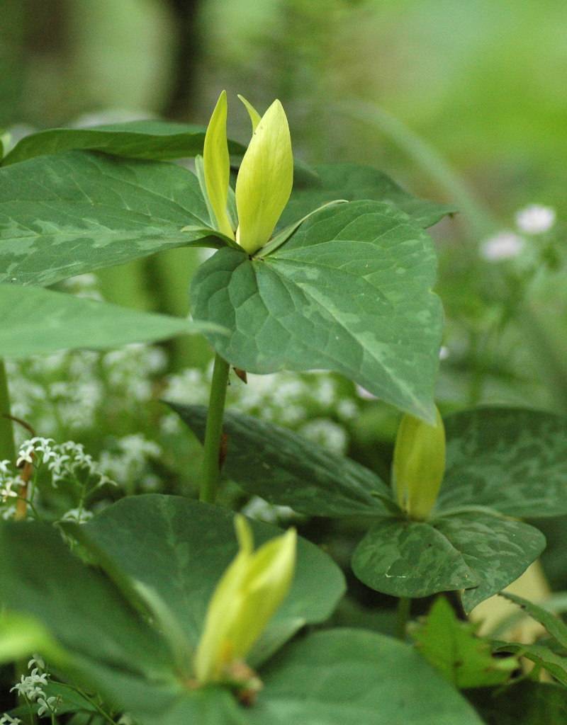 Waldlilie  Trillium luteum (Waldlilie) (Direktversand)