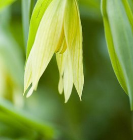 Hänge-Goldglocke  Uvularia grandiflora (Direktversand)