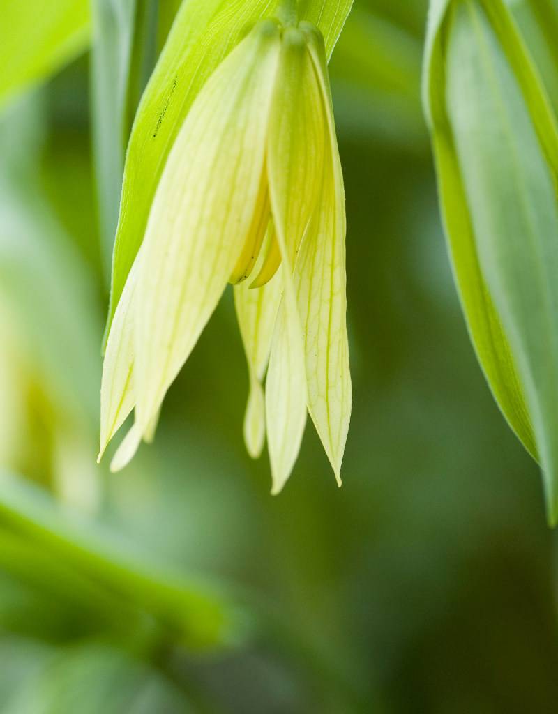 Hänge-Goldglocke  Uvularia grandiflora (Hänge-Goldglocke) (Direktversand)