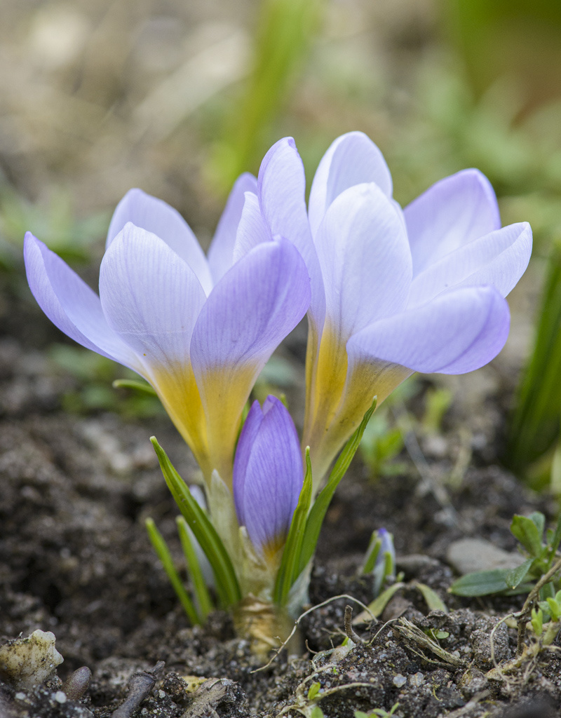 Krokus  Crocus sieberi 'Firefly' (Krokus)